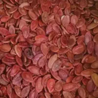 دانه هندوانه بذری