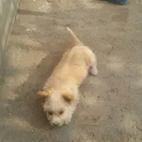 یک عدد سگ پاکوتاه