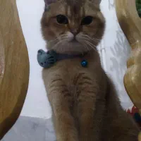 گربه بریتیش