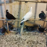 کبوتر|پرنده|یزد, |دیوار