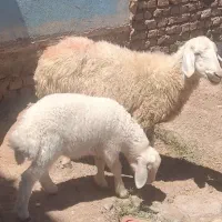 میش زاییده
