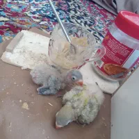 جوجه طوطی کوتوله فیشر خاص|پرنده|نجف‌آباد, کهریزسنگ|دیوار