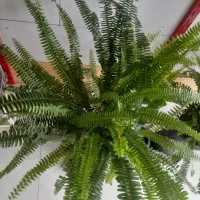 گل فروشی سینا