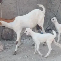 فروش بز کراچی با دو کهر ماده|حیوانات مزرعه|رویدر, |دیوار