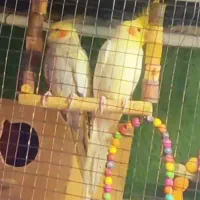 عروس هلندی سوپر مولد تضمینی کوتوله همراه با جوجه