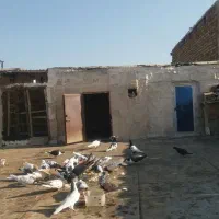 بخون داداش بعد|پرنده|تاکستان, |دیوار