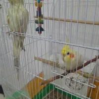دو عددعروس هلندی سخنگودستی