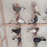 کفتر سینه .دمبی.زرد|پرنده|شیراز, کوشک میدان|دیوار