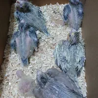 عروس با جوجه|پرنده|شاهرود, |دیوار