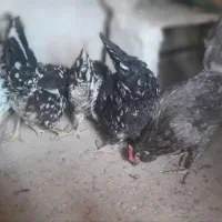 مرغ وخروس گلین درجه یک