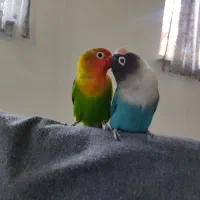 طوطی برزیلی