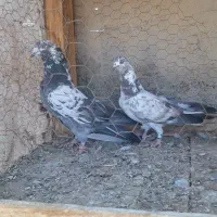 کبوتر|پرنده|نهاوند, |دیوار