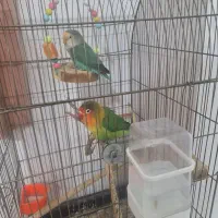 فروش یک جفت طوطی برزیلی و قفس بزرگ با پایه