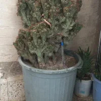 کاکتوس صخره ای