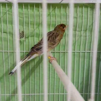 قناری نروماده بسیار آماده به شرط میدم|پرنده|مشهد, قائم|دیوار