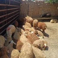 جی 21متری زنده رنگ شده