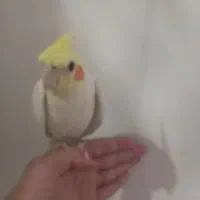 عروس هلندی دست آموز