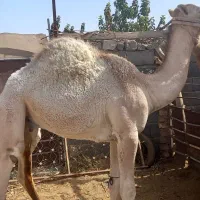 بچه شتر|حیوانات مزرعه|قم, باجک دو|دیوار