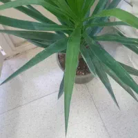 گل طبیعی یوکا