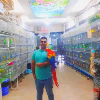 نمایشگاه پرنده رضا