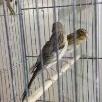 جوجه قناری &عروس هلندی مولد