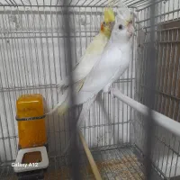 فروش طوطی عروس|پرنده|بهبهان, |دیوار