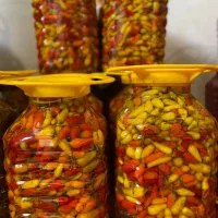 ترشی فلفل(مخصوص دورچین هاتون )|عمدهفروشی|رشت, شهرک صنعتی|دیوار