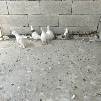 هفتا کبوتر|پرنده|شیراز, شهرک گلها|دیوار