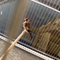 سره نر ماده|پرنده|قم, شاه ابراهیم|دیوار