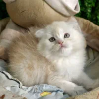 جمعه سیاه پیشی|گربه|اصفهان, کوجان|دیوار