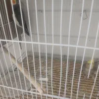 یک جفت عروس هلندی روی تخم|پرنده|زاهدان, |دیوار