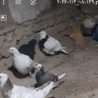 طوقی|حیوانات|بهشهر, |دیوار