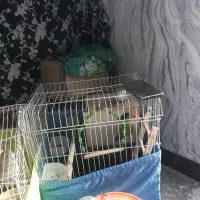 طوطی برزیلی ۲عدد