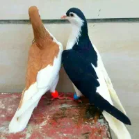 کبوتر سینه کله طوقی چپ ساده سار دمسفید هفترنگ کلاغ