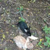 خرگوش|موش و خرگوش|سیاهکل, |دیوار