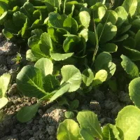 فروش نشا کاهو|خدمات باغبانی و درختکاری|سورک, |دیوار