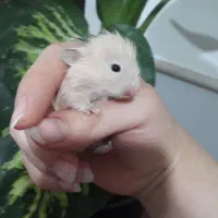 بچه همسترهای بامزه آماده فروش|موش و خرگوش|سمنان, |دیوار