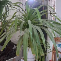 گل بزرگ و بسیار زیبا