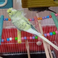 مرغ عشق ماده پروانه ای|پرنده|لامرد, |دیوار