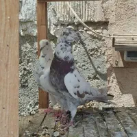 کبوتر پرشی|پرنده|اصفهان, ملک‌شهر|دیوار