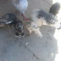 ۲بوقلمون ۴بچه|حیوانات مزرعه|الشتر, |دیوار