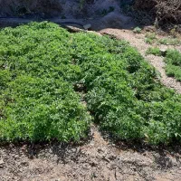 نهال گوجه فرنگی محلی