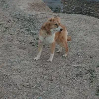 توله سگ قدرجوی