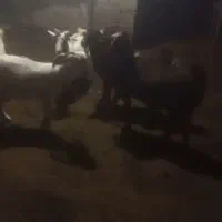 بز،بزغاله