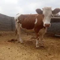 گوساله