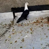 کبوتر کفتر مخمل کله سفید سیاه نر