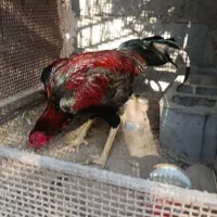 خروس فروشی