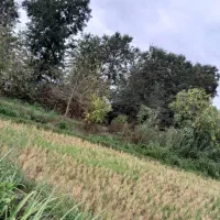زمین خانه و محوطه و شالیزار|فروش زمین و ملک کلنگی|رشت, نظری|دیوار