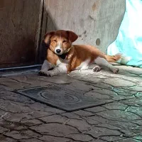 سگ پاکوتاه جوانه