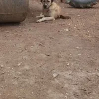 سگ سرابی نگهبان|سگ|ساوه, |دیوار